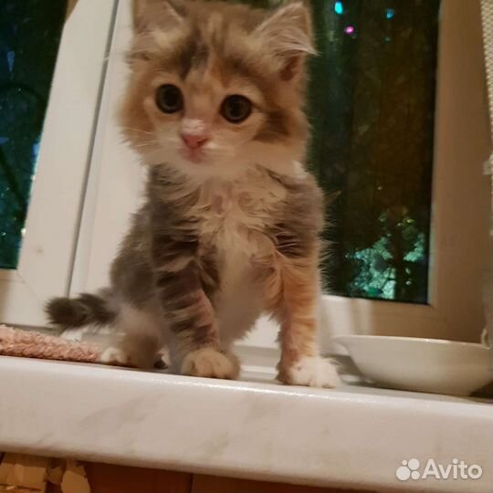 Котенок