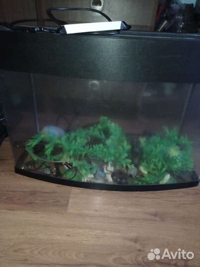 Аквариум