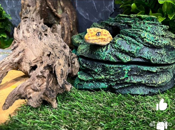 Влажная камера для террариума