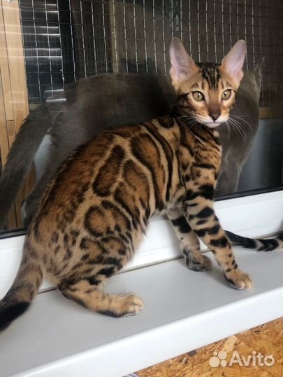 Бенгальские котята
