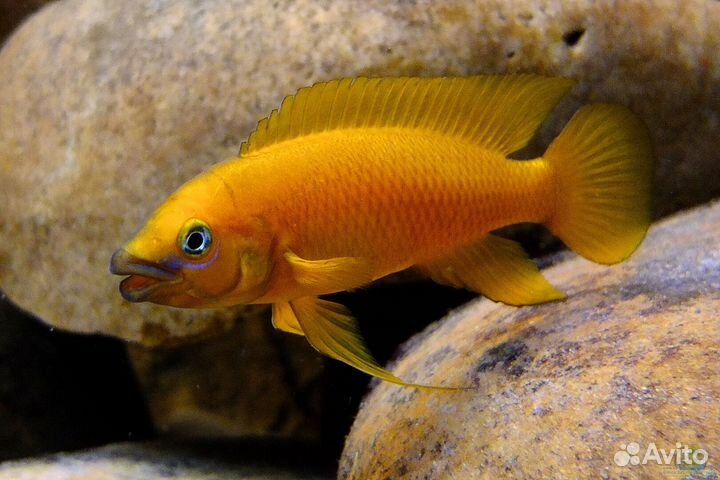 Рыба собственного разведения