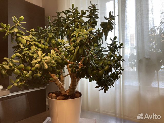 Денежное дерево (толстянка ) - 10 лет