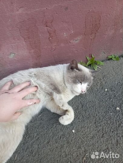 Кошки в добрые руки