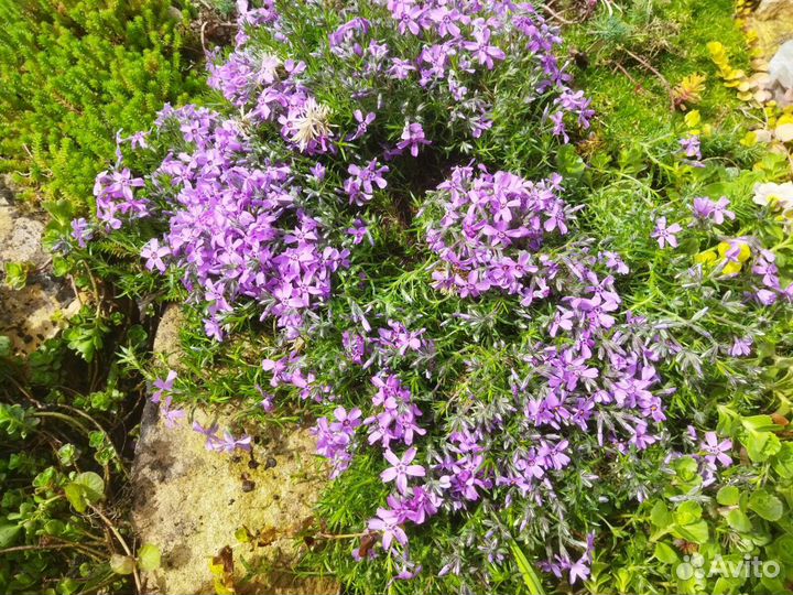 Почвопокровные растения