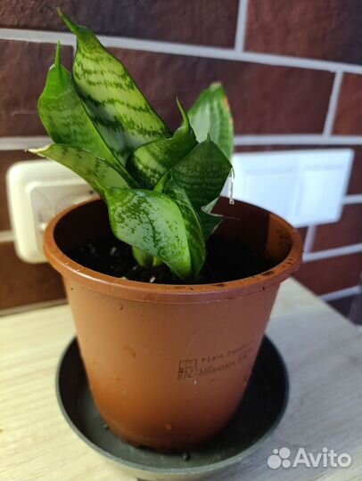 Сансевиерия ханни