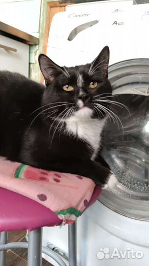 Кот ласковый