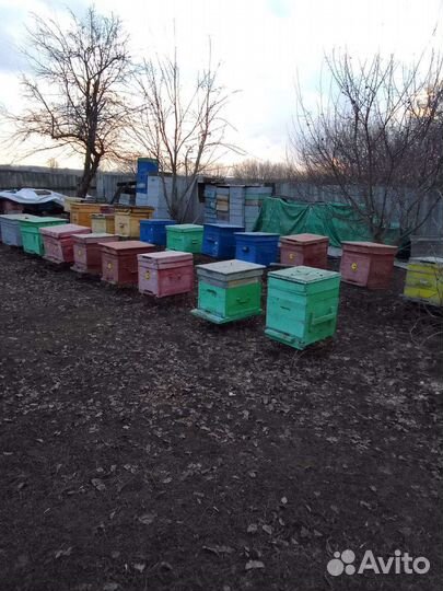 Пчелиная семья