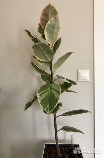 Фикус эластика тинеке 83см