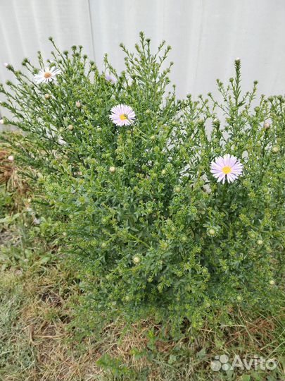 Сентябринки