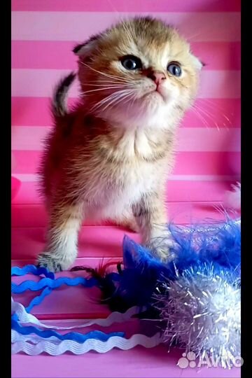 Шотландская