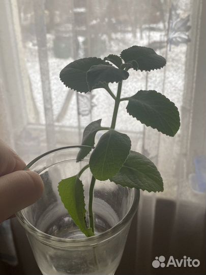 Мелисса с корнями. Росток меллисы