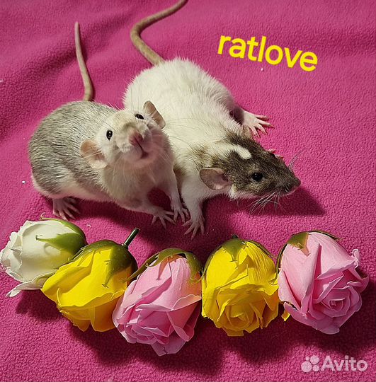 Крысята дамбо девочки редкие