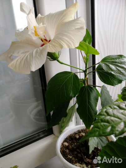 Гибискус китайская роза