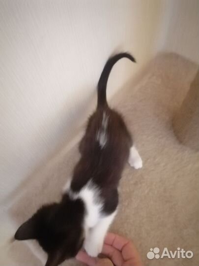 Котенок мальчик)