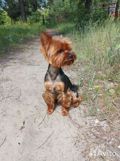 Йоркширский терьер вязка мальчик