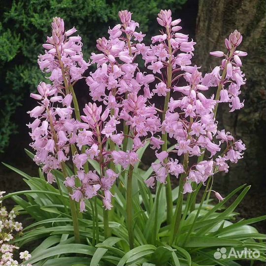 Луковичные безвременник, гиацинтоидес, тюльпан