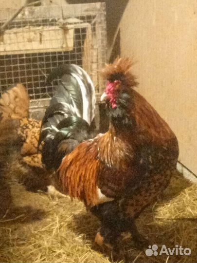 Семьи поодных птиц, перепела, индюки