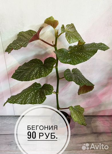 Комнатные растения