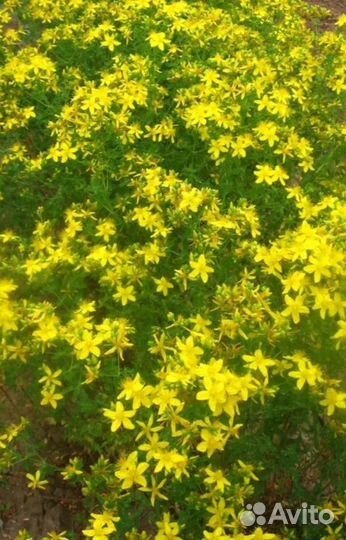 Лекарственные красивоцветущие многолетники