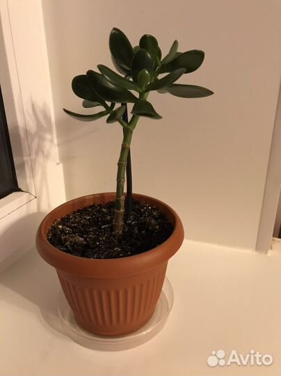 Крассула толстянка