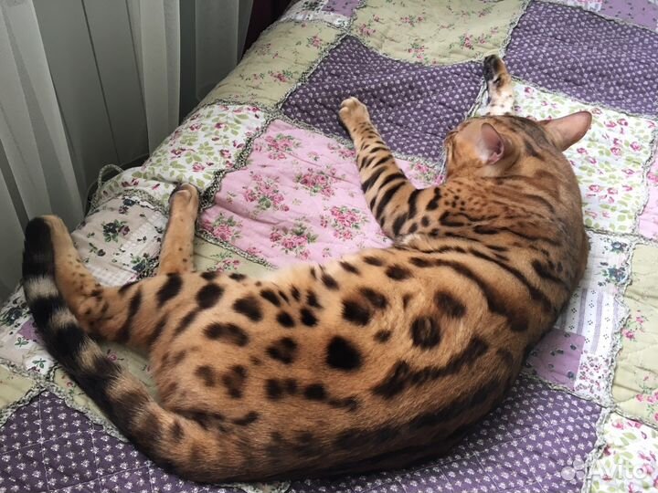 Вязка с бенгальским котом