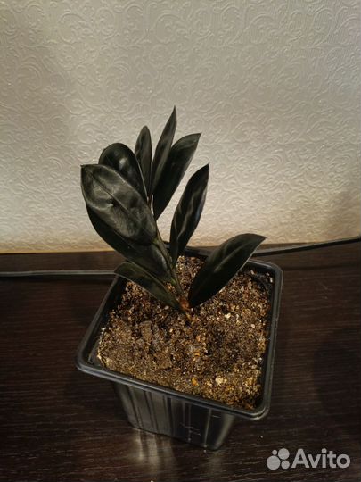 Замиокулькас черный равен