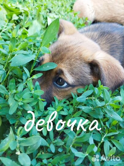 Очаровательная девочка