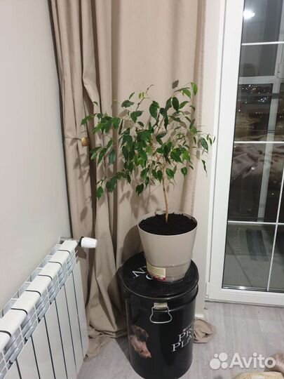 Шторы IKEA 2 шт