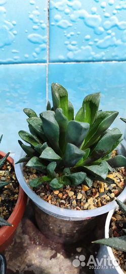 Суккуленты