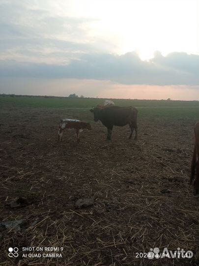 Коровы с телятами