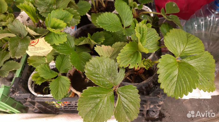 Рассада клубники Гигант Джорнея,Маршал.Ягоды