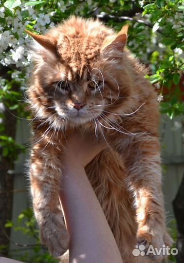 Мейн-кун Вязка и Котятки