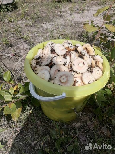 Грузди- солёные