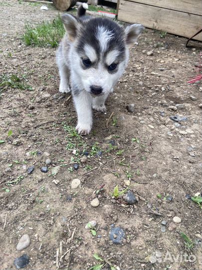Щенки сибирской хаски