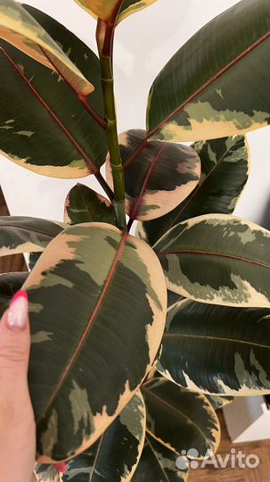 Фикус белиз 125см