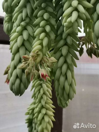 Очиток Моргана