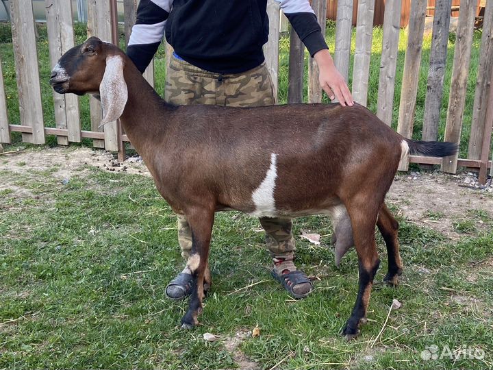 Козы нубийские и альпийские