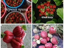 саженцы ежевики каддо - Авито