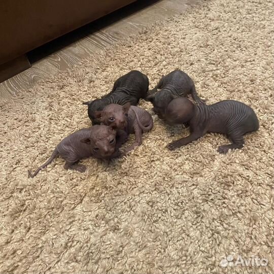 Котята сфинкс