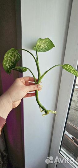 Комнатные цветы