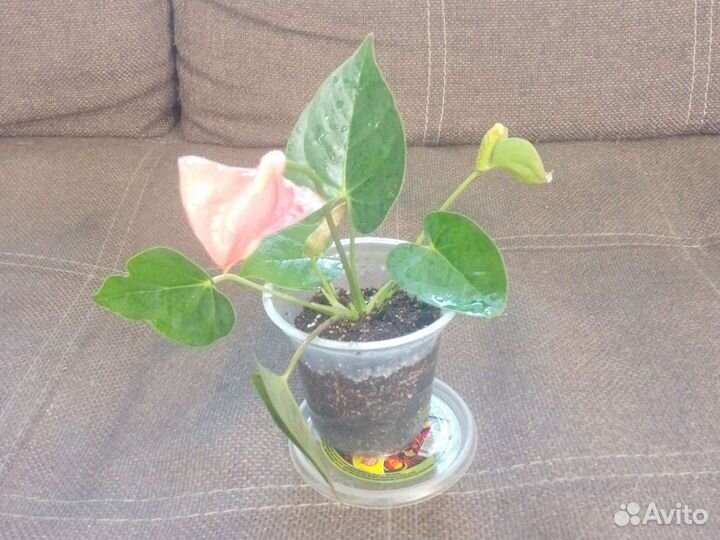 Антуриум мужское счастье