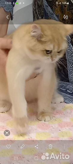 Британские котята