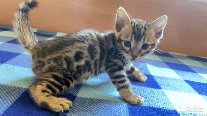 Бенгальская