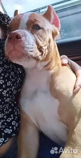 Американский буль