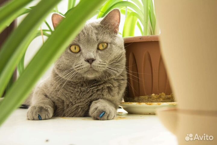 Шотландский кот вязка
