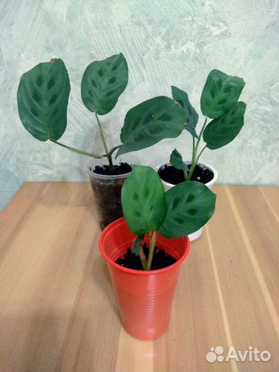 Комнатные Цветы Разные (100)