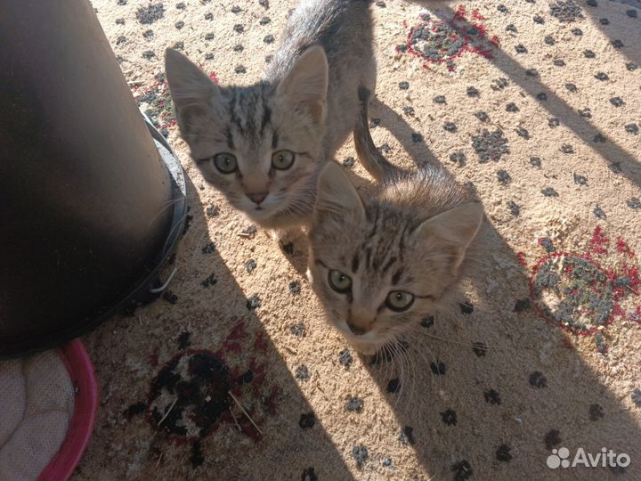 Котики в дар