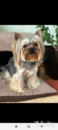 Мягкий домик для собаки + автолюлька