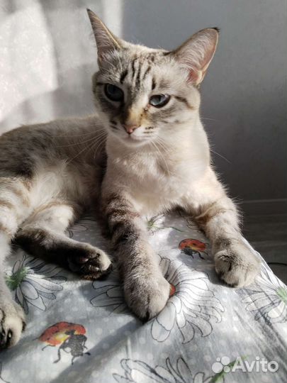 Коты, кошка