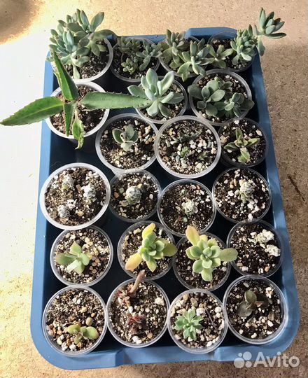 Суккуленты для флорариума, мини садиков